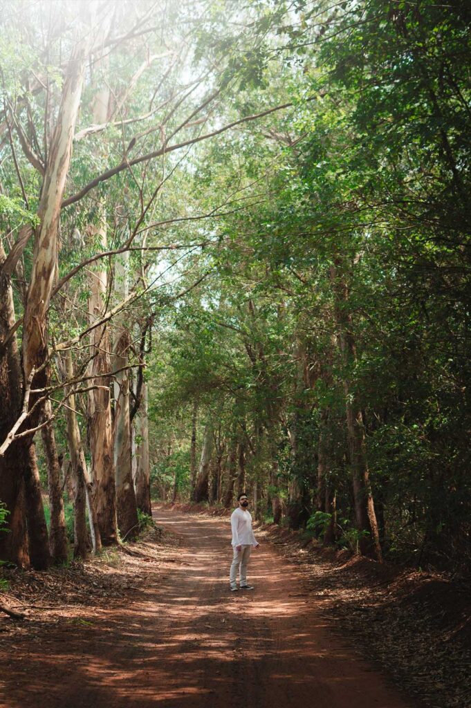 Projeto. Mata Atlântica — STELLATUM_