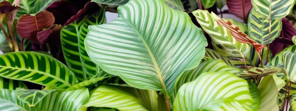 CALATHEA experimenta — Radioarte | Experimental