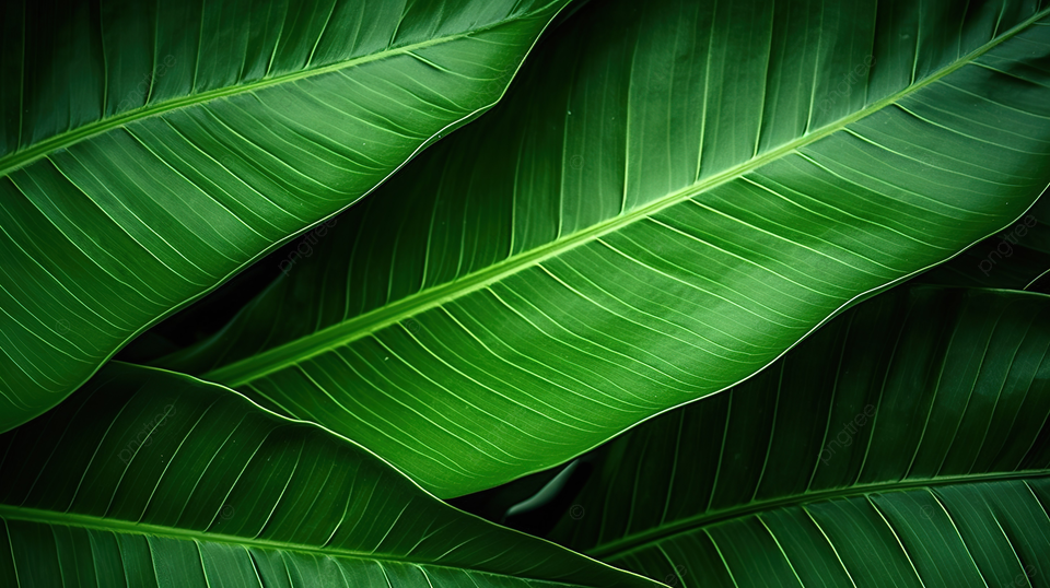 CALATHEA experimenta — textura de hoja de calathea makoyama