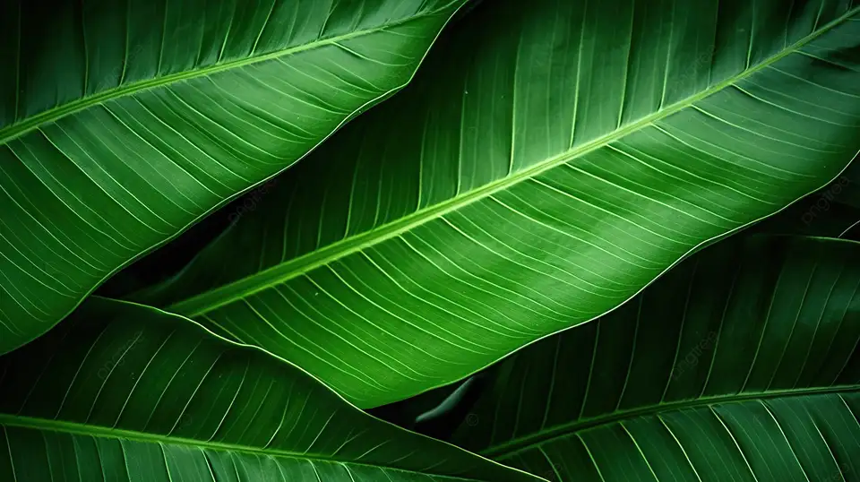 Hoja de CALATHEA